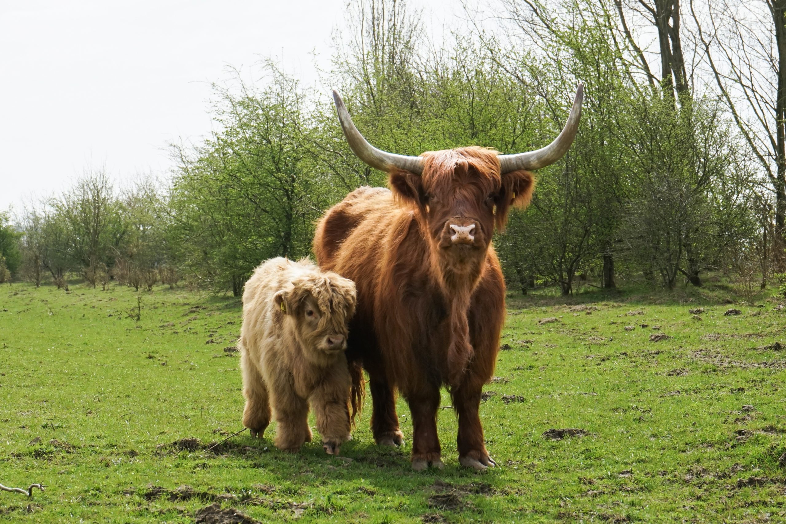 Outlander Tour in West Lothian